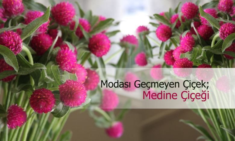 medine çiçeği