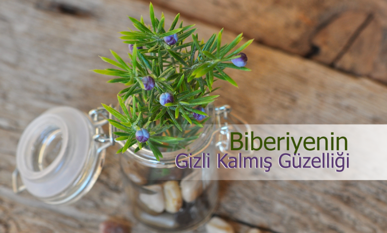 biberiye