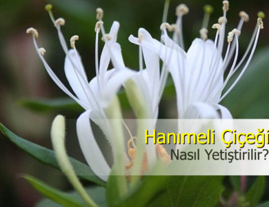 hanımeli çiçeği