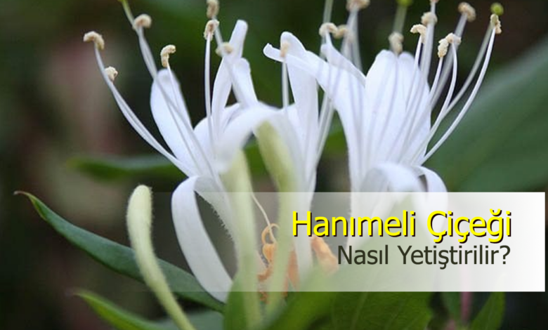 hanımeli çiçeği
