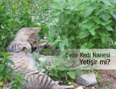kedi nanesi yetistirme