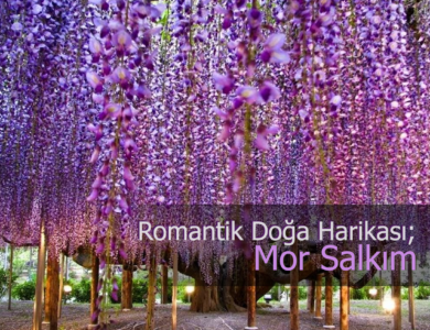 mor salkım compress