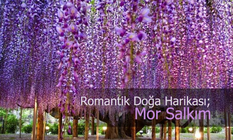 mor salkım compress