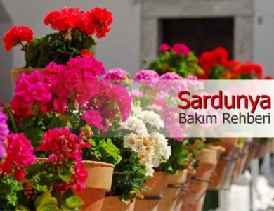 sardunya bakim rehberi