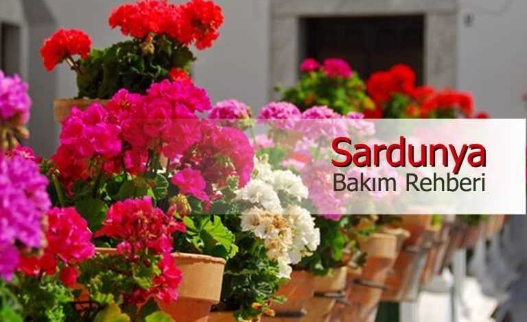 sardunya bakim rehberi