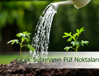 Çiçek Sulamanın Püf Noktaları