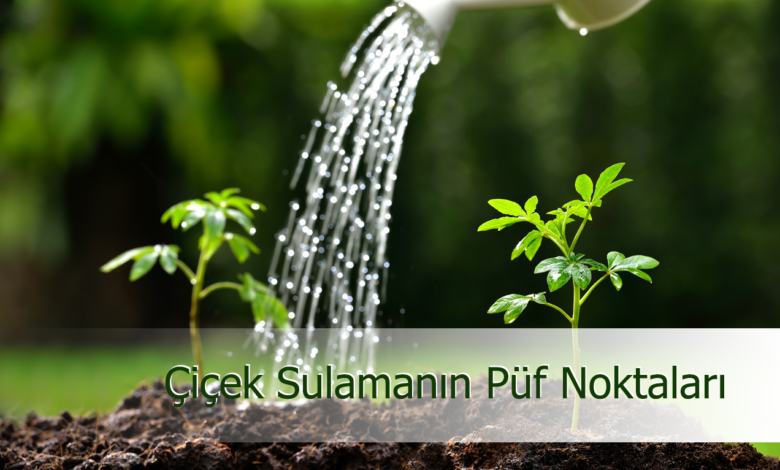 Çiçek Sulamanın Püf Noktaları