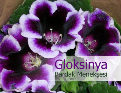 bardak menekşesi