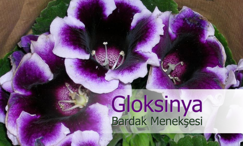 bardak menekşesi