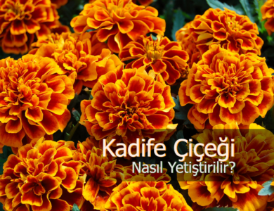 kadife çiçeği