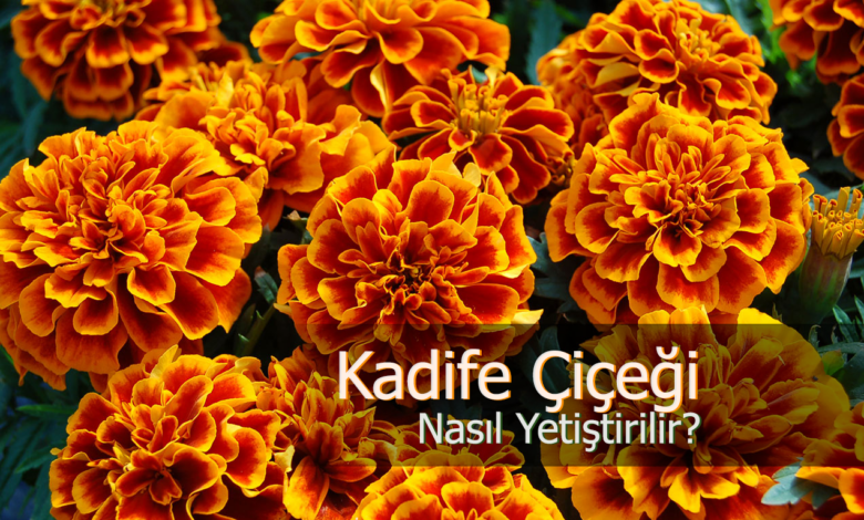 kadife çiçeği