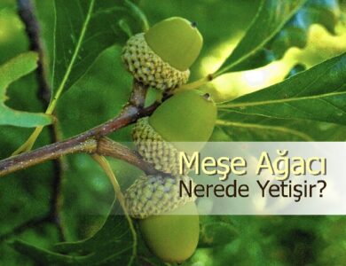 mese agaci hakkinda her sey
