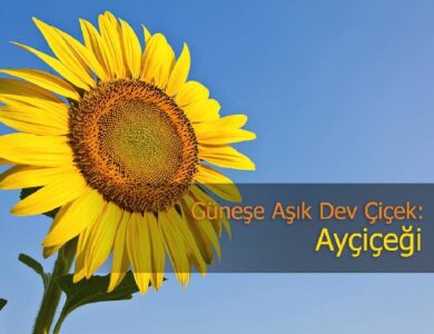 aycicegi hakkinda her sey