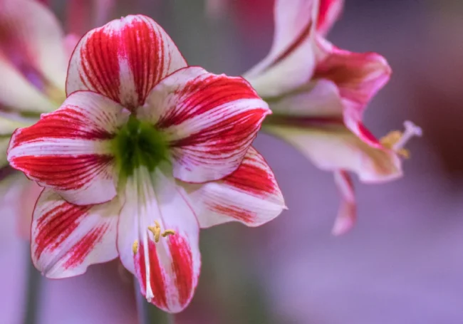 Amaryllis (Güzelhatun Çiçeği)