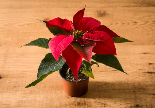 Atatürk Çiçeği (Ponsetya / Poinsettia)