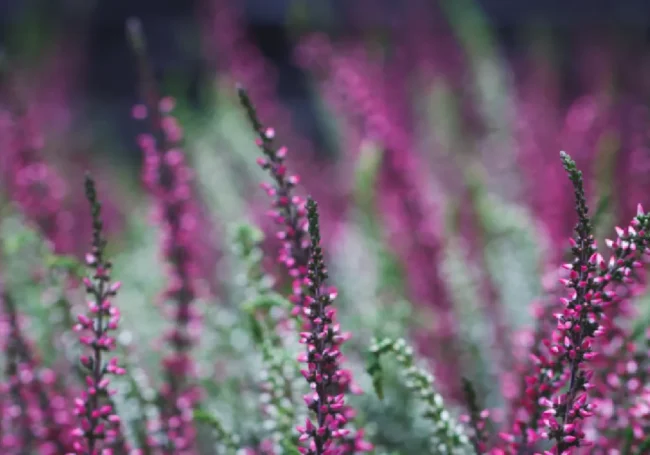 Funda (Erica / Calluna)