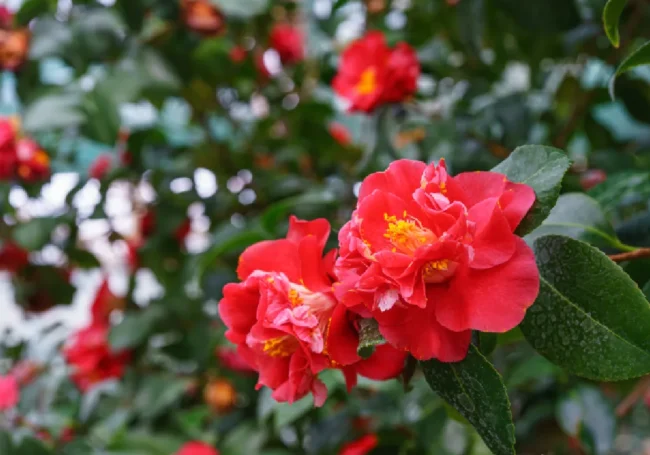 Kamelya (Camellia japonica)