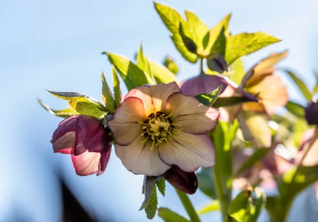 Noel Gülü (Helleborus / Çöpleme)