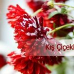 kis cicekleri 768x511 1