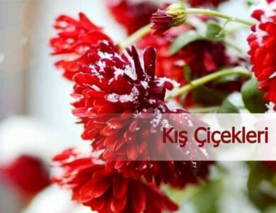 kis cicekleri 768x511 1