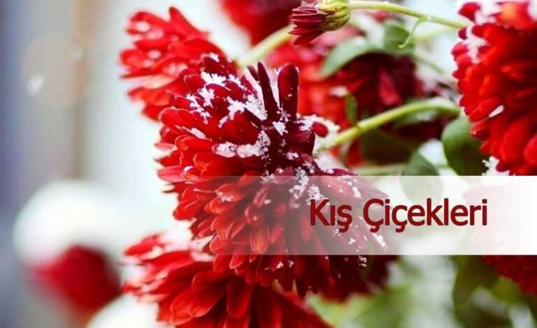kis cicekleri 768x511 1