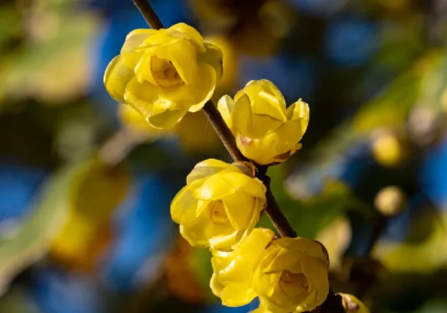 Kış Tatlısı (Chimonanthus praecox)