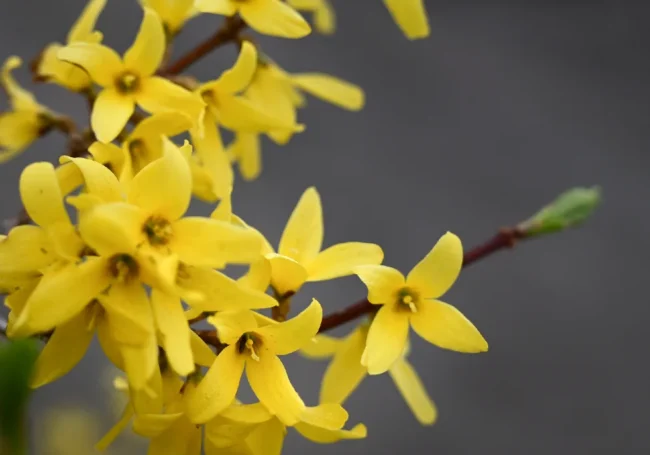 Kış Yasemini (Jasminum nudiflorum)
