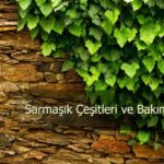 sarmasik cesitleri 768x511 1