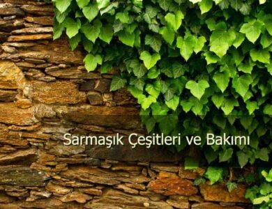 sarmasik cesitleri 768x511 1