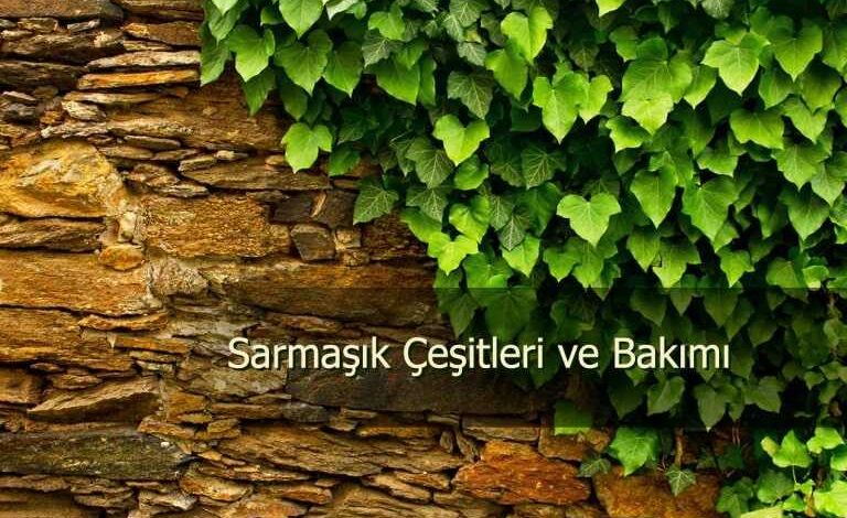 sarmasik cesitleri 768x511 1