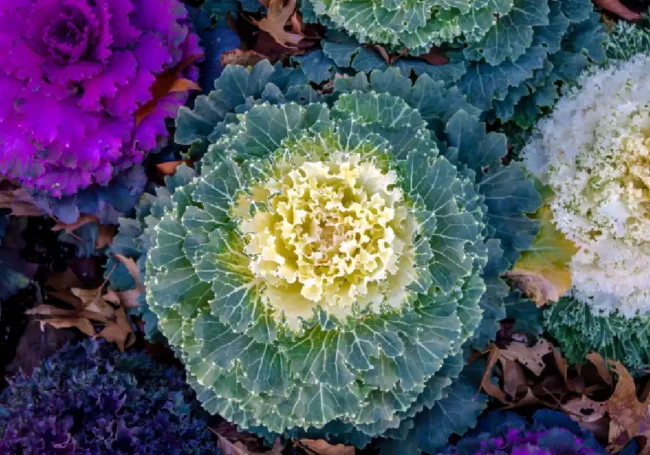 Süs Lahanası (Brassica oleracea)