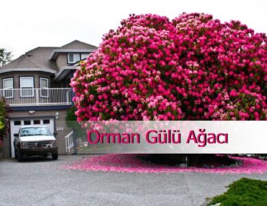 orman gulu hakkinda her sey