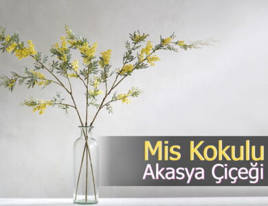 akasya çiçeği compress