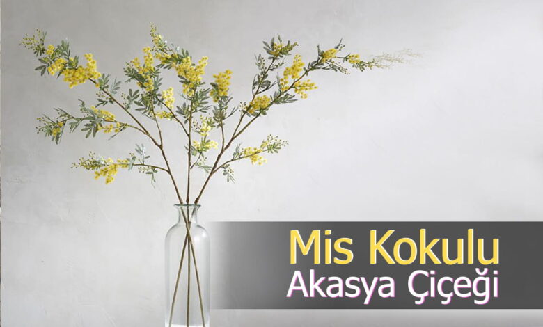 akasya çiçeği compress