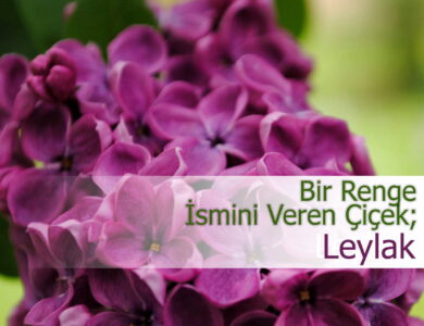 hangi ay hangi çiçek ekilir compress