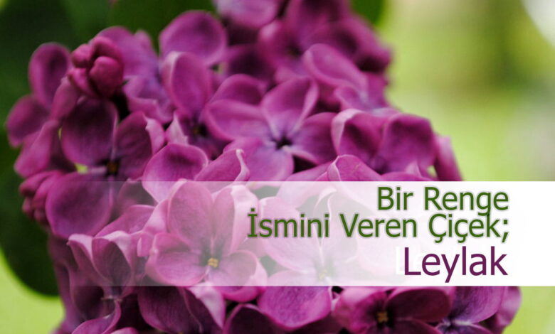 hangi ay hangi çiçek ekilir compress