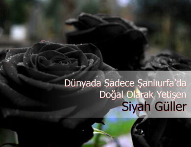 siyah güller compress