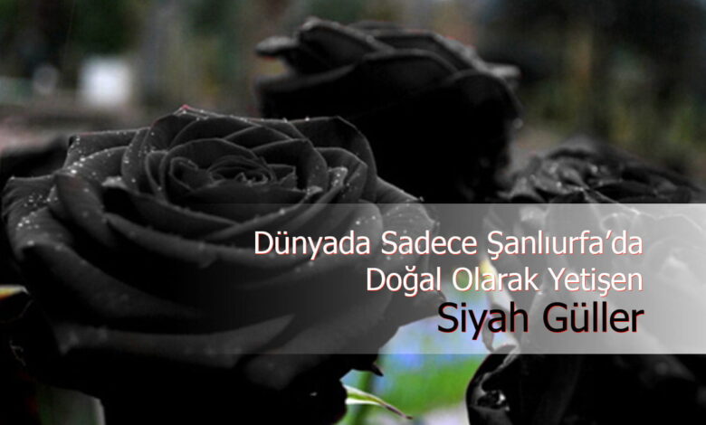 siyah güller compress