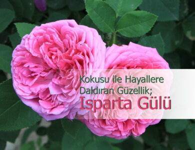 ısparta gülü compress