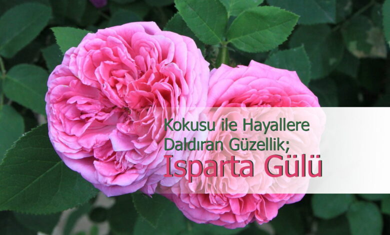 ısparta gülü compress