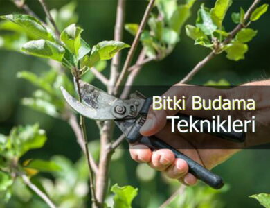 budama 1 compress