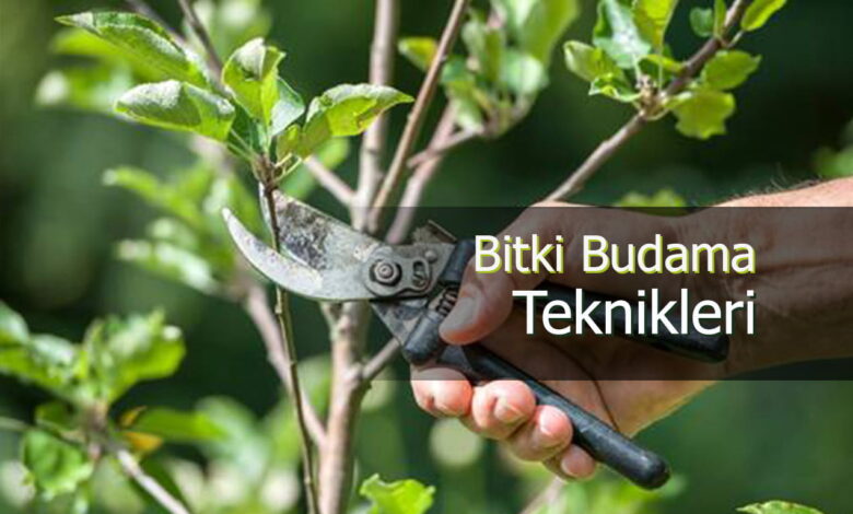 budama 1 compress