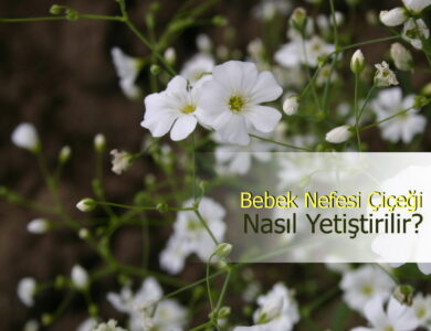 bebek nefesi compress