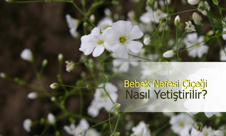 bebek nefesi compress