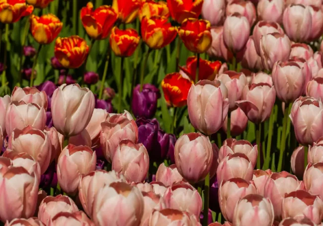 Tarihi Değiştiren Çılgınlık: Lale Balonu (Tulipomania)