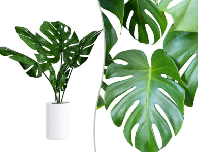 Monstera