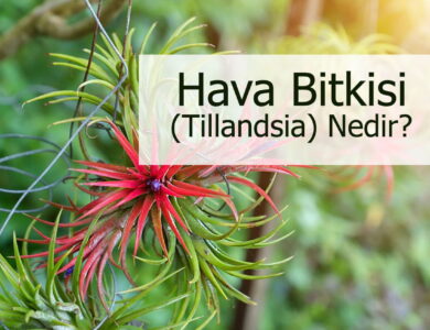 hava bitkisi compress
