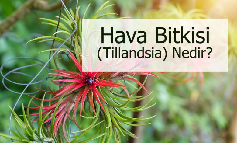 hava bitkisi compress