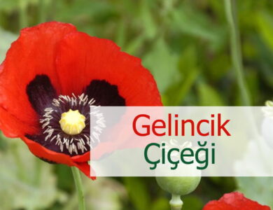 gelincik 3 compress