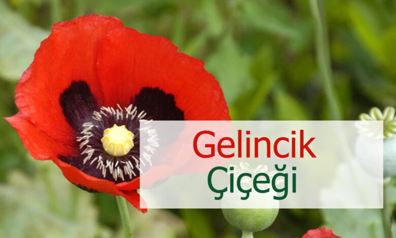 gelincik 3 compress